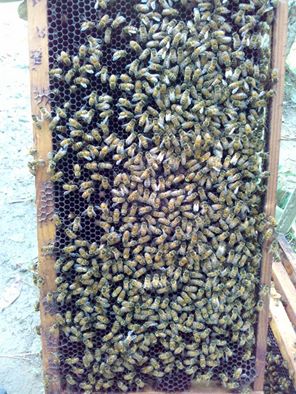 lebah-madu